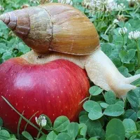 حلزون با کیفیت آچاتینو