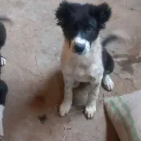 توله سگ مادر سرابی پدر قدر جونی|سگ|قنوات, |دیوار