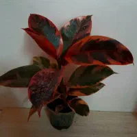گل های رنگارنگ