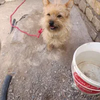 واگذاری سگ زیبا و باهوش