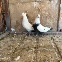 کبوتر|پرنده|شیراز, شهرک گلستان|دیوار