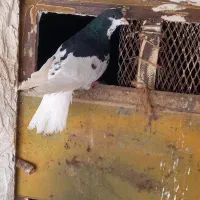کبوتر یال گلدار