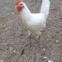 خروس سفید