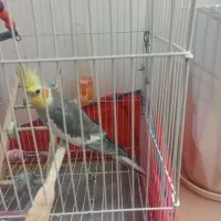 فروش یک عدد عروس هلندی