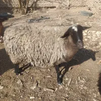 شیشک  رومانف