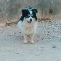 سگ‌پاپی‌‌پاکوتا‌