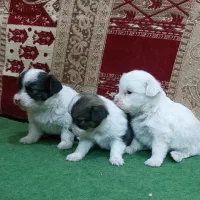 واگذاری سگ پامر سایز ریز