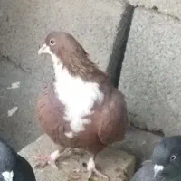 جفت سفید نر ماده یک عدد سرخ ریش ماده