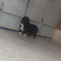 سگ پاپی نر شیتزو