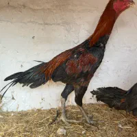 جوجه مرغ و جوجه خروس لاری