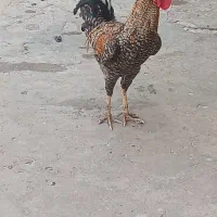 خروس محلی ۵۰۰ تومن