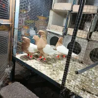 کبوتر سینه پرتقالی نر و ماده درجه یک