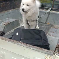 ماشین کرایه برای کارداعم وشبانه روزی پ وانت خوب