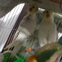 عروس هلندی جفت