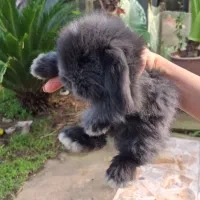 خرگوش مینی لوپ