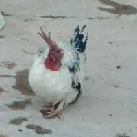 فروشی|حیوانات مزرعه|کشاورز, |دیوار