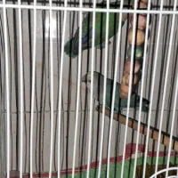 طوطی برزیلی|پرنده|کرمان, |دیوار