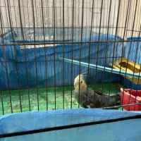 جوجه عروس هلندی|پرنده|کاشان, طالقانی|دیوار