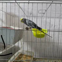 دو جفت مرغ عشق مولد  همراه با تخم|پرنده|بندر ماهشهر, |دیوار