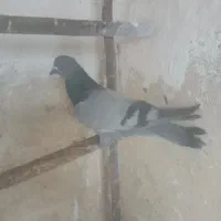 کفترپرشی دمگید