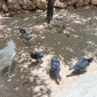 جوجه محلی دونه 400
