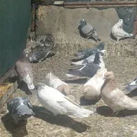 کبوتر|پرنده|بهاباد, |دیوار