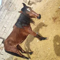 اسب|اسب و تجهیزات اسبسواری|تربت جام, میان جام|دیوار