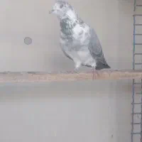 کفتر پرشی گرفتنی