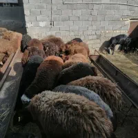 30عدد بره پروار سنگین|حیوانات مزرعه|سلفچگان, |دیوار