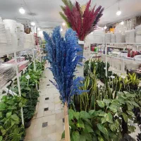 گل خشک پامپاس شفلرا پتوس دیفن آگلونما زاموفیلیا|گل و گیاه طبیعی|قم, ولیعصر|دیوار