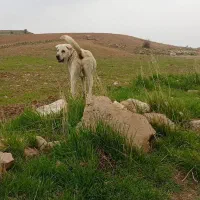 واگذاری سگ پژدر