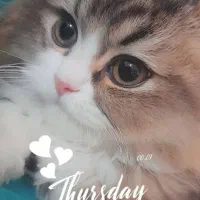 سه عدد گربه بالغ مولد فروشی