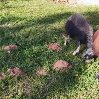 یک عدد گوسفند|حیوانات مزرعه|شاهین دژ, |دیوار