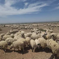بره شیر