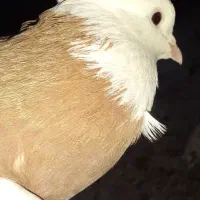 کبوتر طوقی پلاکی نر ،جفت بدرنگ سینه واز|پرنده|شاهینشهر, شهرک سایت|دیوار