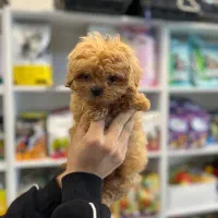 تاینی توی پودل / tiny toy poodle|سگ|کرج, شهرک اوج|دیوار