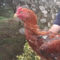 خروس لاری جوان ۷ ماهه