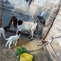 بز بیک دوقلو