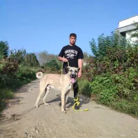 سگ سرابی ۱۲ماهه قیمت مناسب|سگ|لاهیجان, لفمجان|دیوار