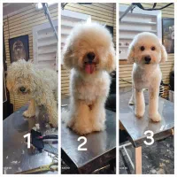 آرایشگر حیوانات خانگی(سگ و گربه)