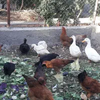 مرغ جوان تخم گذار ومرغابی