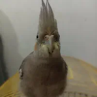 عروس هلندی گمشده در محدوده گلشهر صمدو