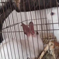 خرگوش|موش و خرگوش|زاهدان, |دیوار