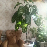 گل دیفن باخیا