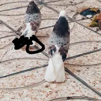 کفتر کبوتر شمرونی شازده هما