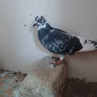 کبوتر پلاکی مسافتی