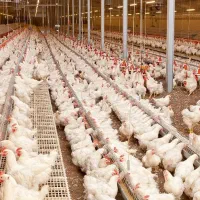 راهنمایی در مورد پرورش مرغ گوشتی