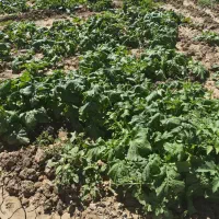 شلغم|خدمات باغبانی و درختکاری|ایوان, |دیوار