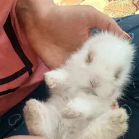 خرگوش مینیاتوری