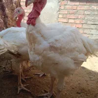 بوقلمون گوشتی